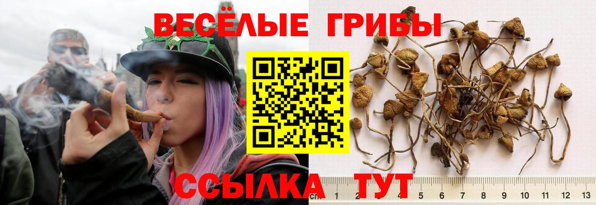 Псилоцибиновые грибы Psilocybe Междуреченск
